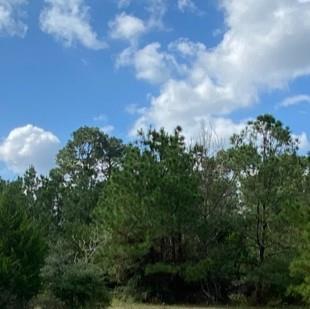 230 Cougar Park Road Hunt TX 78024